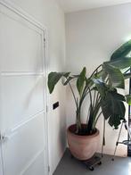 Grote kamerplant in pot, Ophalen, Overige soorten, Halfschaduw, In pot