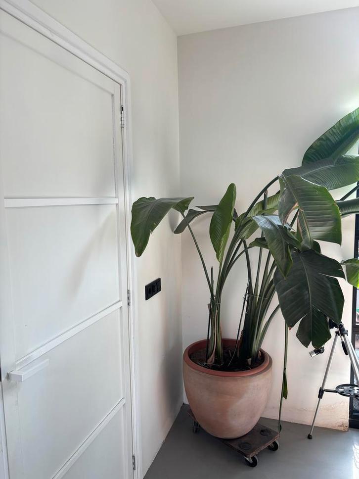 Grote kamerplant in pot, Huis en Inrichting, Kamerplanten, Overige soorten, 150 tot 200 cm, Groene kamerplant, Halfschaduw, In pot