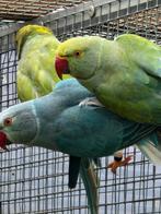 Te koop halsband parkieten kweek 24- 25, Dieren en Toebehoren, Meerdere dieren, Parkiet, Geringd