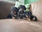 3 superleuke jack-teck puppy teefjes, Dieren en Toebehoren, 8 tot 15 weken, Korthaar, Teef, Dwerg