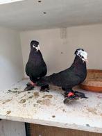 Koppel Iraakse duiven, Dieren en Toebehoren, Vogels | Duiven, Meerdere dieren, Overige soorten