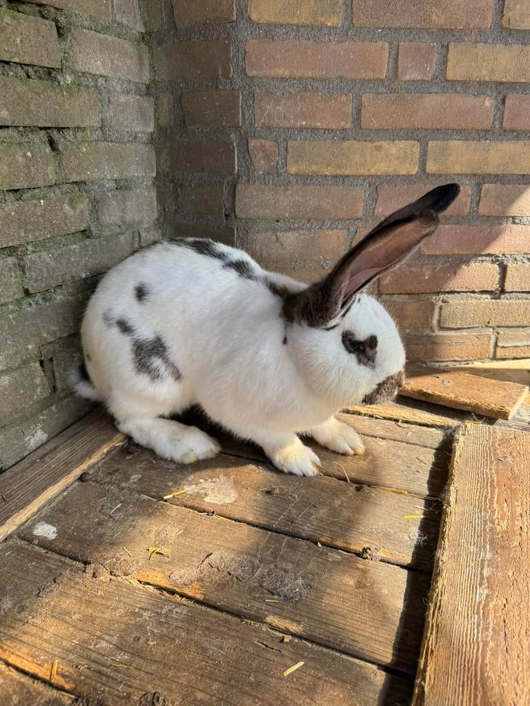 Vlaamse konijn, Dieren en Toebehoren, Konijnen, Meerdere dieren, Groot