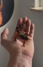 1.0 bnmt cross, Dieren en Toebehoren, Reptielen en Amfibieën, Hagedis, Tam, 0 tot 2 jaar