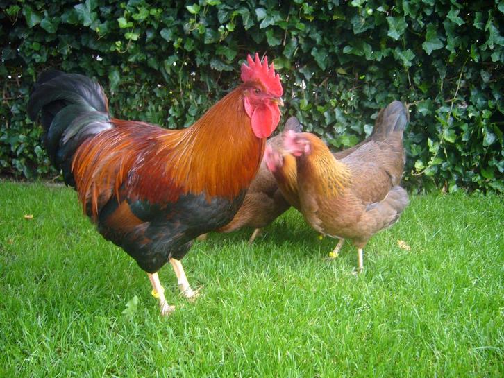 Broedeieren grote Welsumer groot, Dieren en Toebehoren, Pluimvee, Kip, Geslacht onbekend