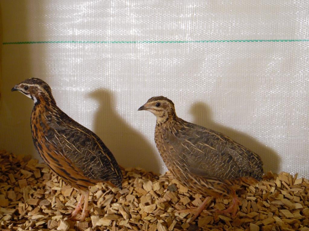 Chinese dwergkwartel hennetjes | Losse hennen te koop, Meerdere dieren, Overige soorten