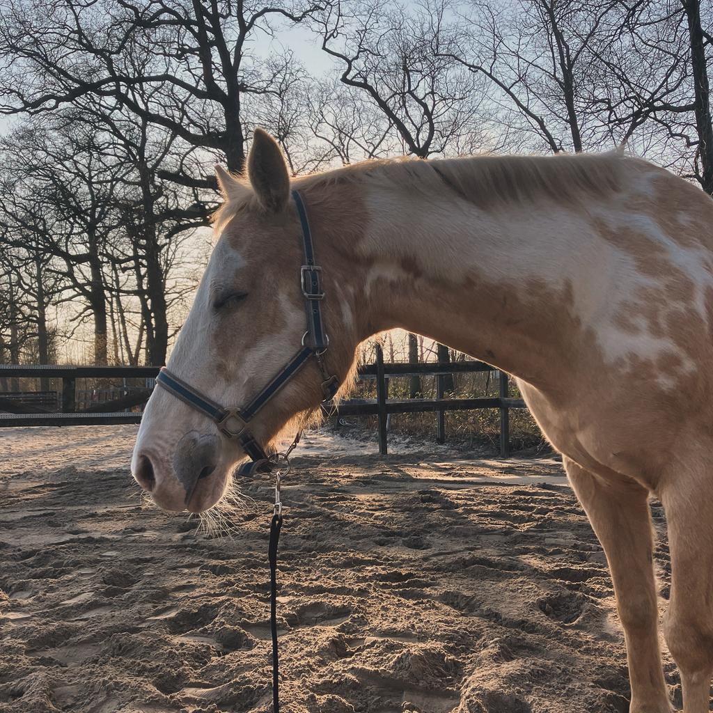 Lief, rustig paard/pony gezocht, verzorgster aangeboden, Ophalen