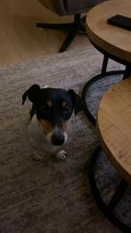 Lieve jack russel, Dieren en Toebehoren, Honden | Jack Russells en Terriërs, Jack Russell Terriër, Reu, Eén hond, 3 tot 5 jaar