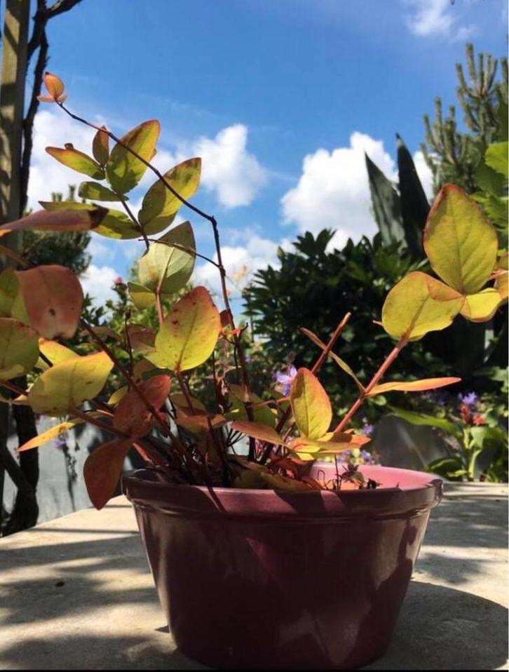 Prachtige Vintage keramische bloempotten diverse maten, Tuin en Terras, Bloempotten, Zo goed als nieuw, Overige materialen, Binnen