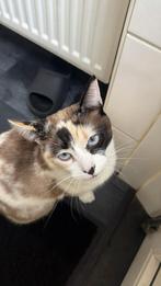 Siamees/linx poes, Dieren en Toebehoren, Poes