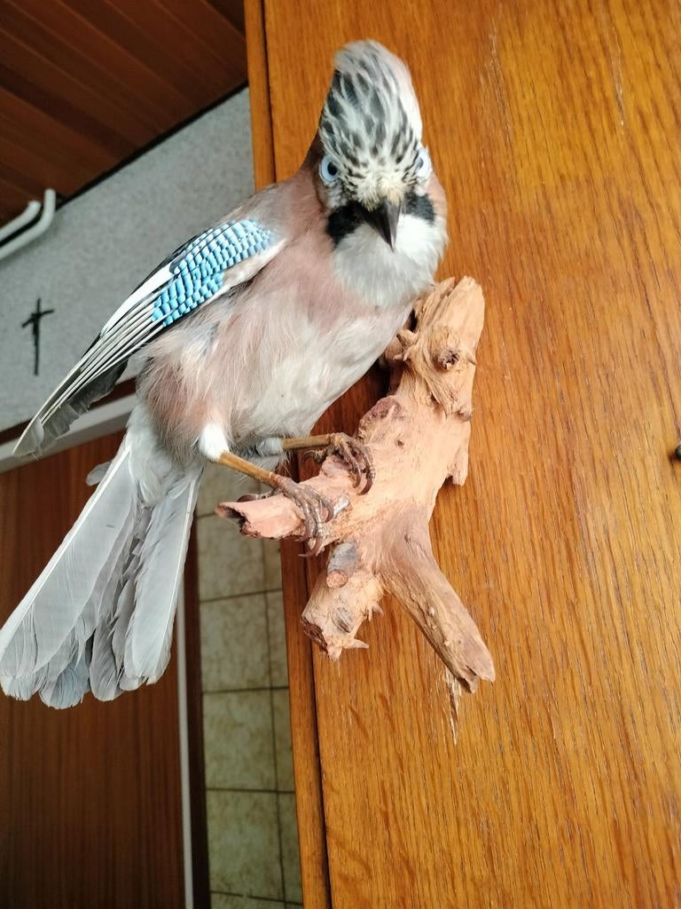 Opgezette Vlaamsegaai, Verzamelen, Dierenverzamelingen, Ophalen, Zo goed als nieuw, Vogel, Opgezet dier