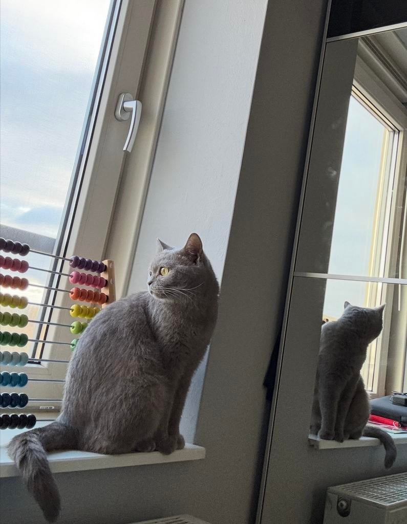 Lieve Britse Korthaar poes zoekt nieuw thuis, Dieren en Toebehoren, Katten en Kittens | Raskatten | Korthaar