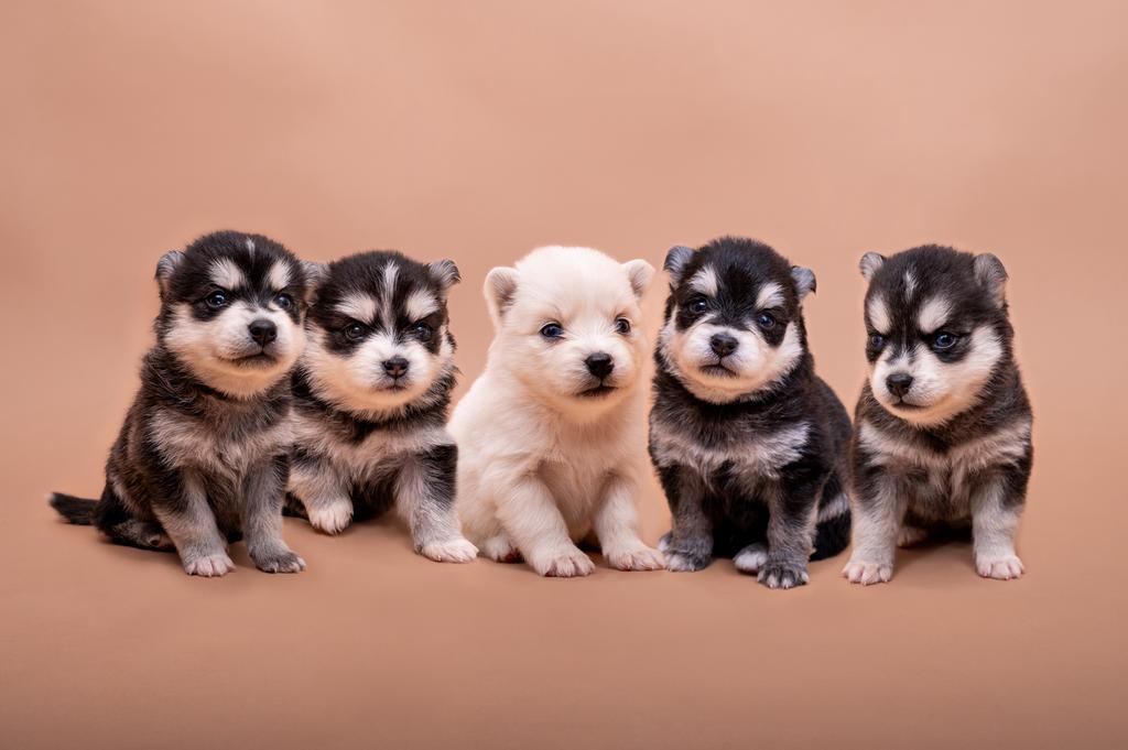Lieve pomsky pups zoeken een warm thuis, Dieren en Toebehoren, Honden | Poolhonden, Keeshonden en Oertypen, Parvo, 8 tot 15 weken