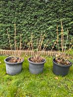 Viburnum opules roseum, sneeuwbal oftewel de Gelderse roos., Ophalen, Overige soorten, Halfschaduw