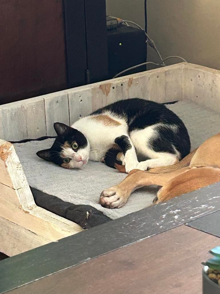 Gouden mandje gezocht, Dieren en Toebehoren, Katten en Kittens | Overige Katten, Poes