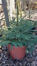 Sparreboompjes, Tuin en Terras, Overige soorten, Minder dan 100 cm, Ophalen, Volle zon