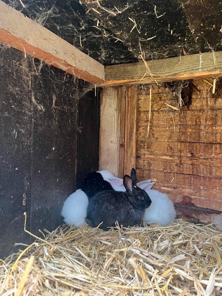 Prachtige mooie jonge konijnen te koop, Dieren en Toebehoren, Knaagdieren, Meerdere dieren, Overige typen, Januari