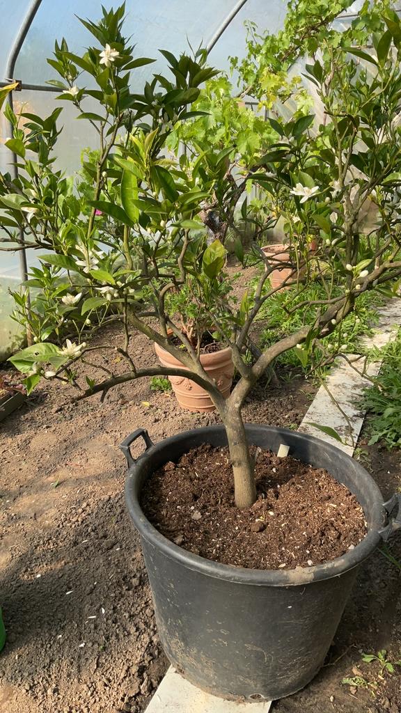 Citrusboom, Ophalen, Overige soorten, 100 tot 250 cm