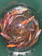 Prachtige Schubinkins goudvis Goudvissen uit buitenvijver, Goudvis(sen)