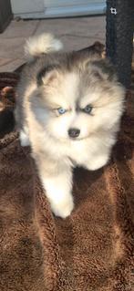 Pomsky F3 pups met blauwe ogen, Parvo, 8 tot 15 weken, Poolhond, Meerdere