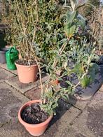Vlinderstruik (Buddleja davidii) in pot, Tuin en Terras, Planten | Tuinplanten, Ophalen, Overige soorten, Volle zon