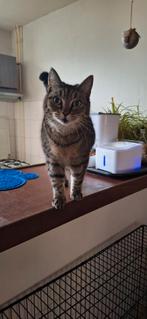 Lieve aanhankelijke kater van 9 jaar zoekt nu thuis., Dieren en Toebehoren, Kater, Kortharig, 6 jaar of ouder