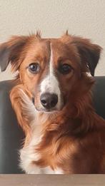 Daisy, hond, border collie, kooiker hondje, Parvo, 15 weken tot 1 jaar, Overige rassen, Teef