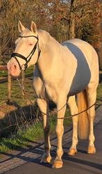 Bijzondere Cremello ruin, Dieren en Toebehoren, Met stamboom, Ruin, Dressuurpaard, 170 tot 175 cm