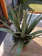 Kunst planten  hoogte  66cm, Ophalen