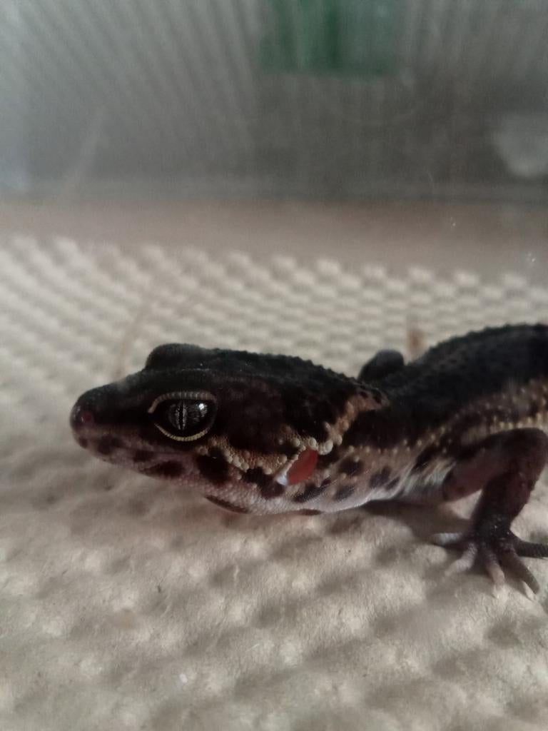 Blacknight vrouw 2025 ( luipaardgekko ) Leopard Gecko - female for sale from Ronald
