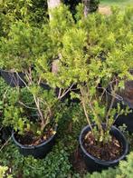 Taxus struik . ongeveer 120 cm hoog . prijs 12 euro ., Tuin en Terras, Planten | Struiken en Hagen, Ophalen, Taxus, Struik, 100 tot 250 cm