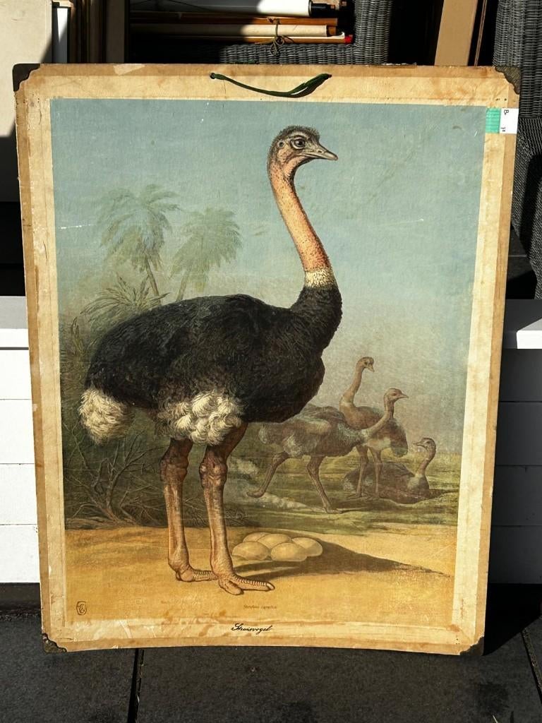 Struisvogel, Ophalen of Verzenden, Natuur en Biologie