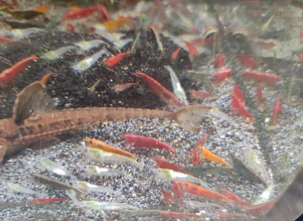 Neocaridina garnalen mix, Kreeft, Krab of Garnaal
