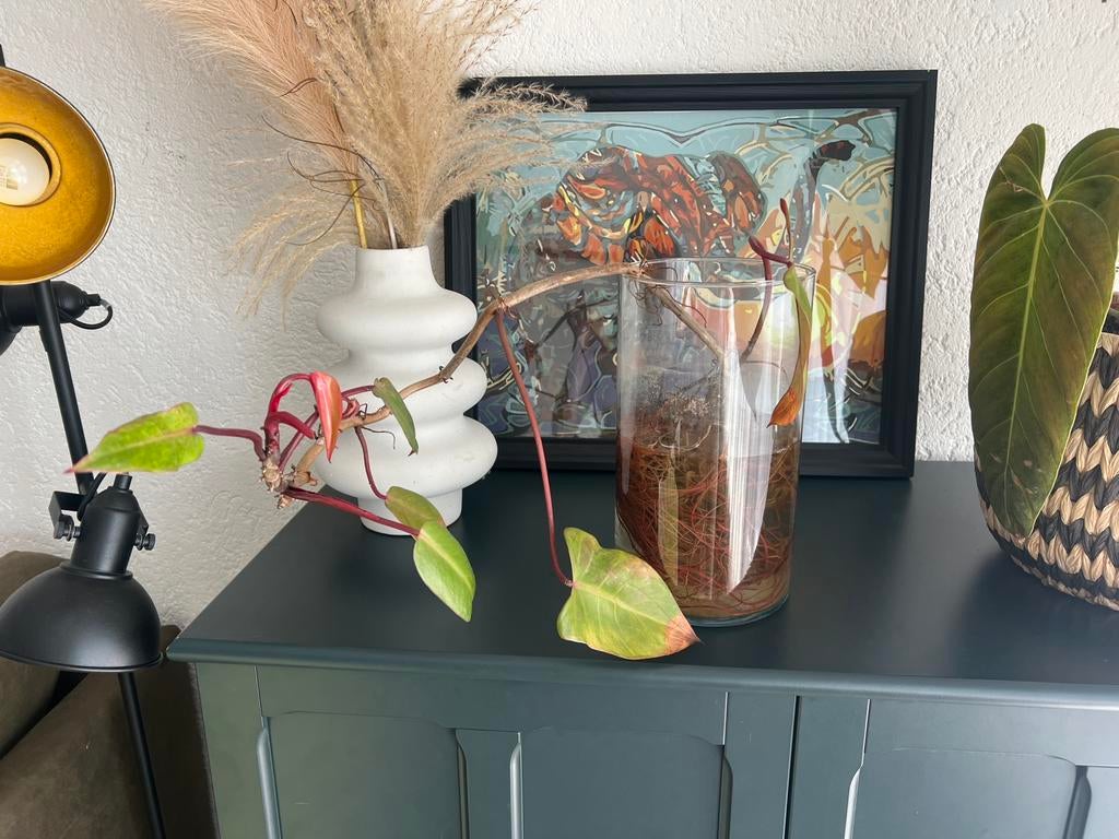 Philodendron Pink Princess - Zeer goed geworteld, Ophalen, Overige kleuren, Minder dan 50 cm, Glas