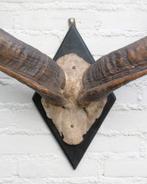 Grote oude schedel KUDU ANTILOPE op zwart houten schild (G), Ophalen, Gebruikt, Wild dier, Schedel