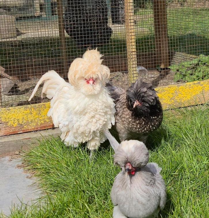 broedeieren kuifhoen, Dieren en Toebehoren, Pluimvee, Kip, Geslacht onbekend