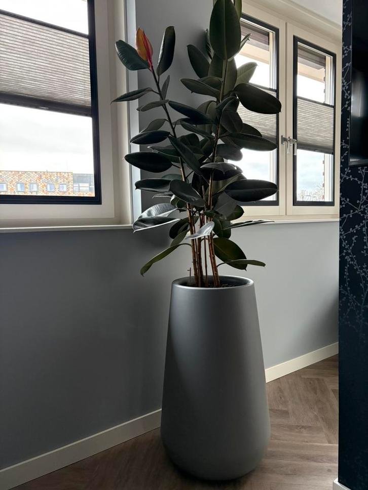 Elho pure soft grijs 84cm hoog, Tuin en Terras, Bloempotten, Zo goed als nieuw, Kunststof, Binnen, 70 cm of meer, 25 tot 40 cm