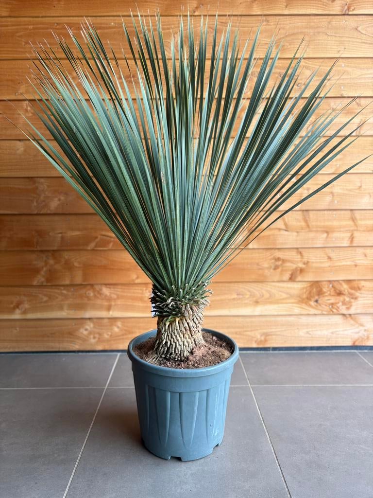 Yucca Rostrata, Ophalen, Overige soorten, Volle zon