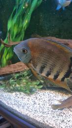 HEROS REDCHEEK, Dieren en Toebehoren, Vissen | Aquariumvissen, Vis, Zoetwatervis, Schoolvis