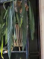 Anthurium wendlingeri super mooi exemplaar, Ophalen, In pot, Halfschaduw, Minder dan 100 cm