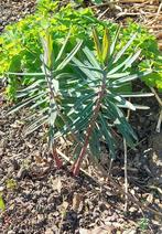 Kruisbladige wolfsmelk, Tuin en Terras, Ophalen, Overige soorten, Volle zon