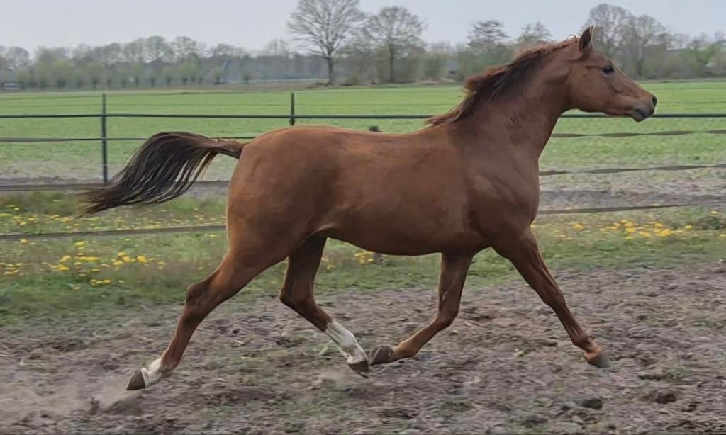 Knappe 2 jarige D pony hengst, Dieren en Toebehoren, Paarden, Hengst, Minder dan 160 cm, Met stamboom, 0 tot 2 jaar