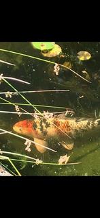 Koi karpers 2 stuks, Ophalen, Overige typen