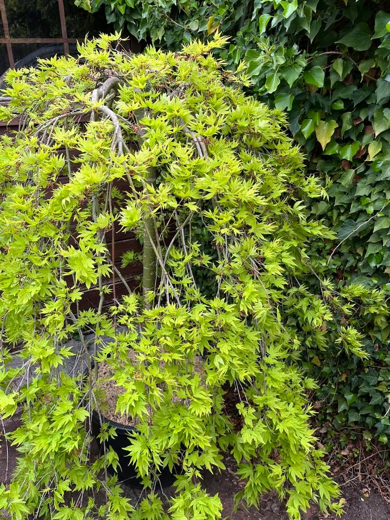Japanse Esdoorn Acer Palmatum Ryusen, Tuin en Terras, Planten | Bomen, Ophalen