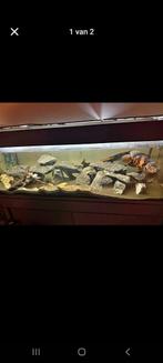 Aquarium  160x50x50 met eheim 4+, Ophalen, Gevuld zoetwateraquarium