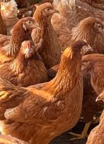 Bruine leghennen legkippen 19wkn, Dieren en Toebehoren, Vrouwelijk, Kip