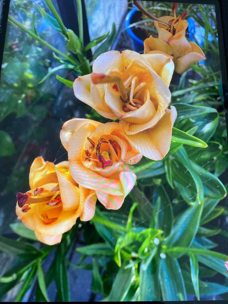 Lelie, Ophalen, Overige soorten, Volle zon