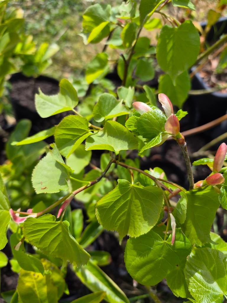 Winter linde, Tilia Cordata, 80-90cm, in pot, Tuin en Terras, Ophalen, Minder dan 100 cm, Lente, Overige soorten
