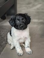 Nog 1 super lief raszuivere Friese Stabij teefje zoekt baasj, Parvo, Overige rassen, 8 tot 15 weken, Teef