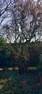 Unieke, oude kronkelhazelaar - Bijzonder decoratief object, Tuin en Terras, Planten | Bomen, Ophalen, Bloeit niet, Halfschaduw
