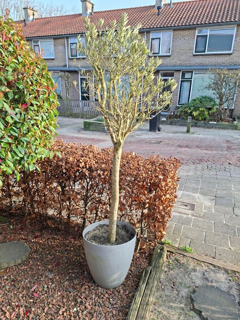 2 olijfbomen 2.30 hoog inclusief pot, 100 tot 250 cm, Olijfboom, Ophalen, Volle zon